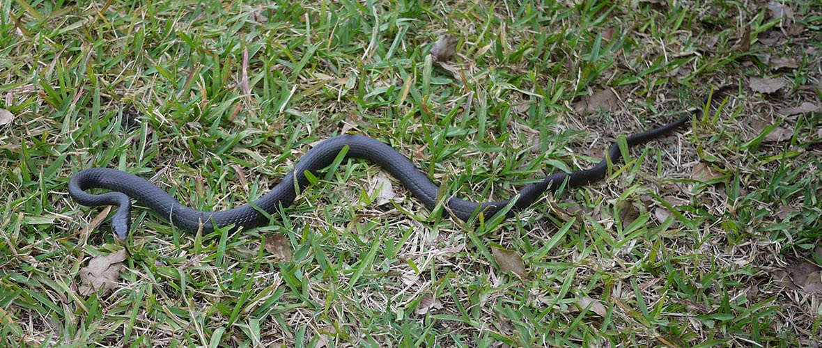How To Kill Snakes In Yard Or Under House