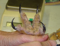 Big GHOW feet