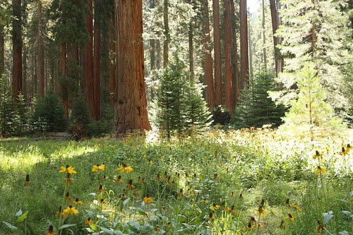 412 Beautiful trees