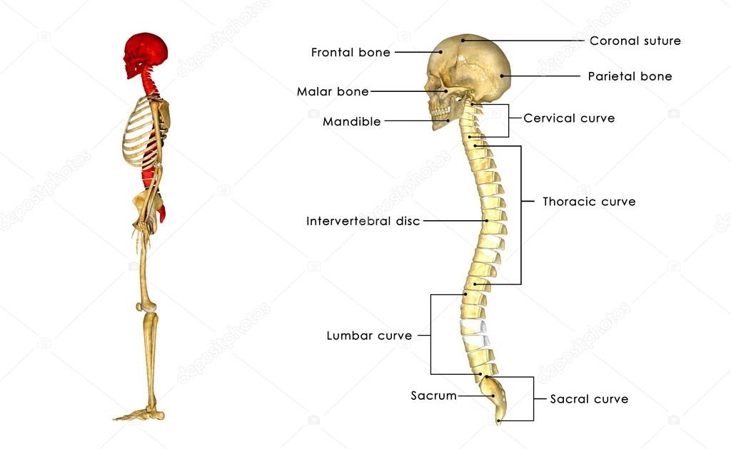 Back Bones Diagram / Pin By Sydney Physio Clinic On Relevant Anatomy Of