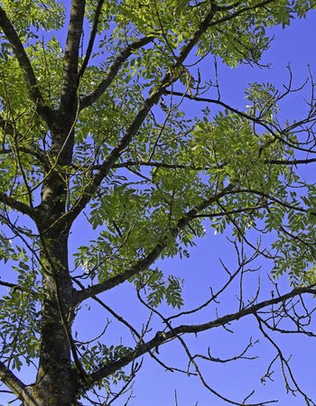 Hubdach selber bauen: Baum vergiften kupfersulfat