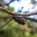 Bokeh Bud