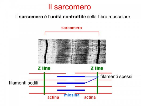 Personal Trainer Bologna - Sviluppo della massa muscolare e basi dell’ipertrofia
