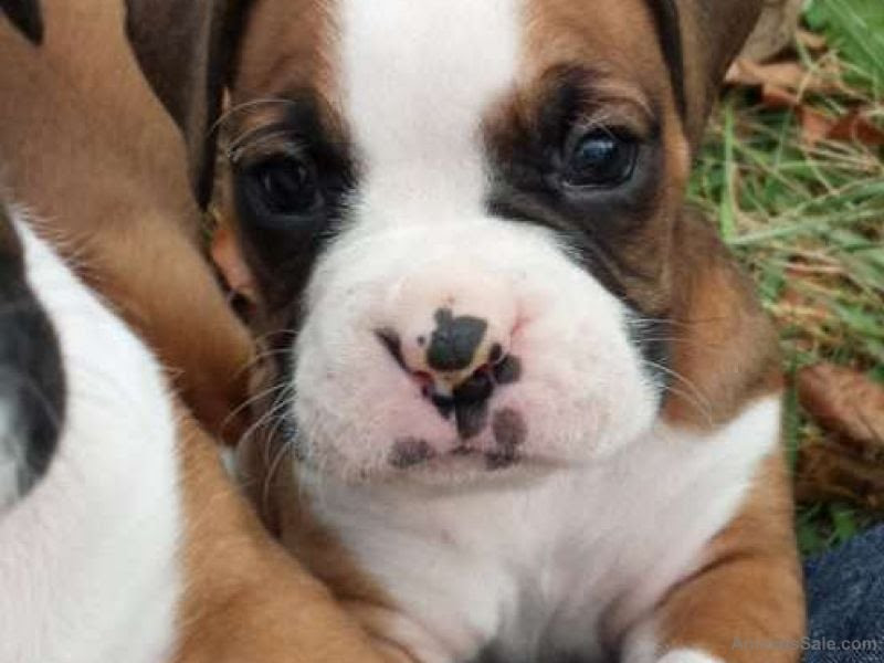 Boxer Puppies For Adoption In Maine / Cornelius and