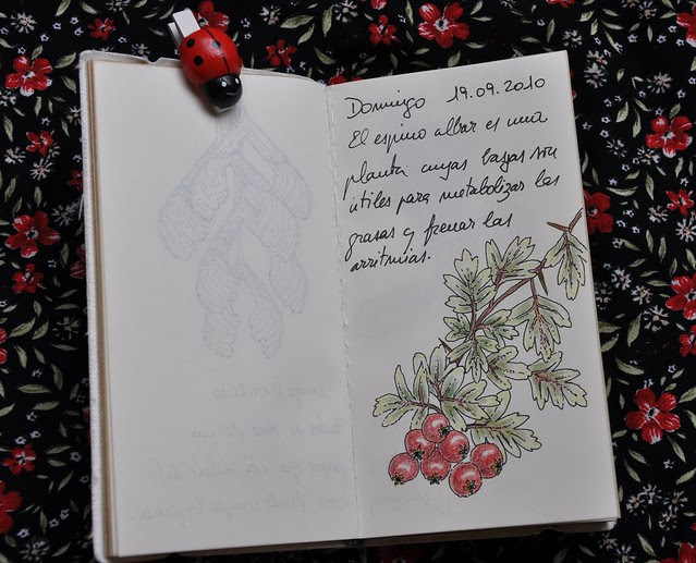 Hawthorn berries