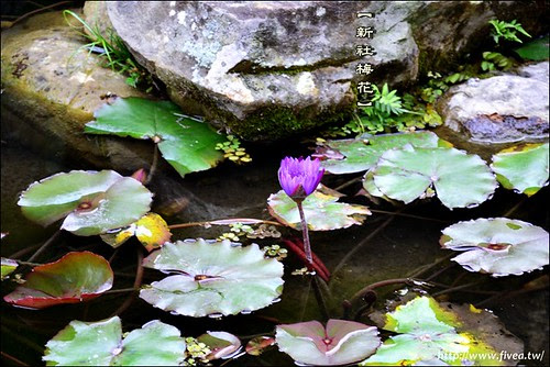新社梅花隧道 新社梅花隧道