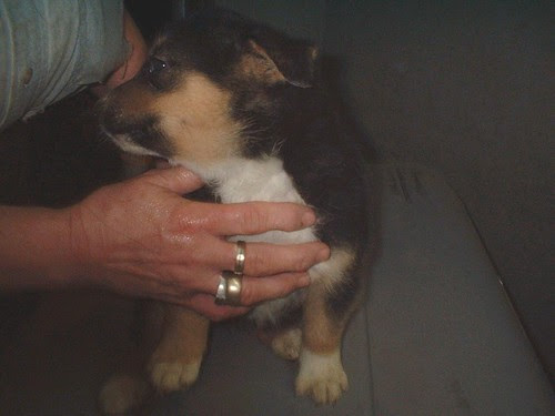 Pup 3 by you.