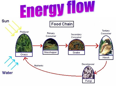 Teaching Biology: Energy Flow