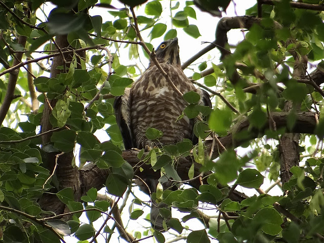 鳳頭蒼鷹/無限台南