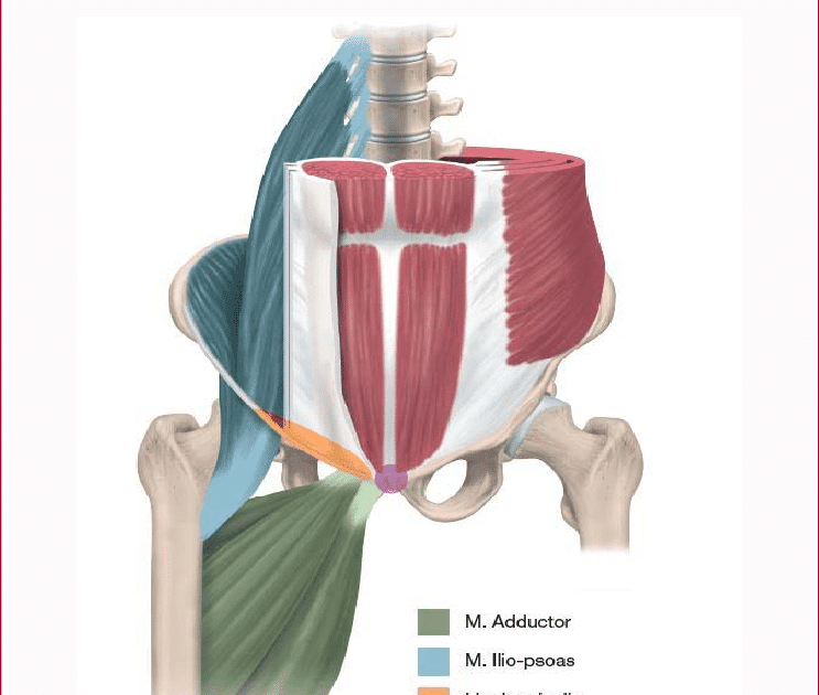 Pectineus muscle анатомия