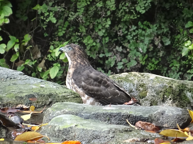 鳳頭蒼鷹/無限台南