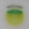 Chromatography of chlorophyll - Step 5.jpg
