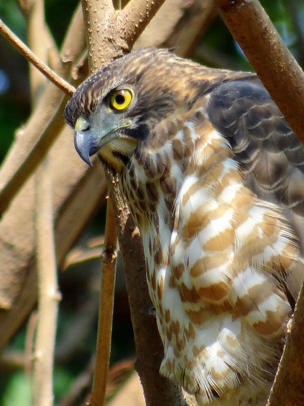 鳳頭蒼鷹/無限台南