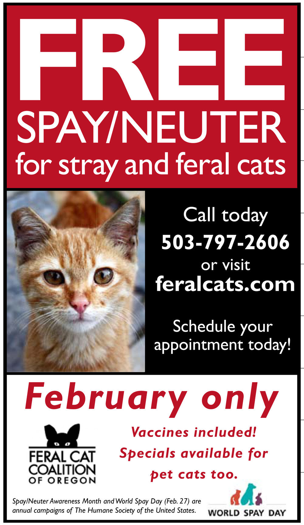 Where To Spay A Cat For Free