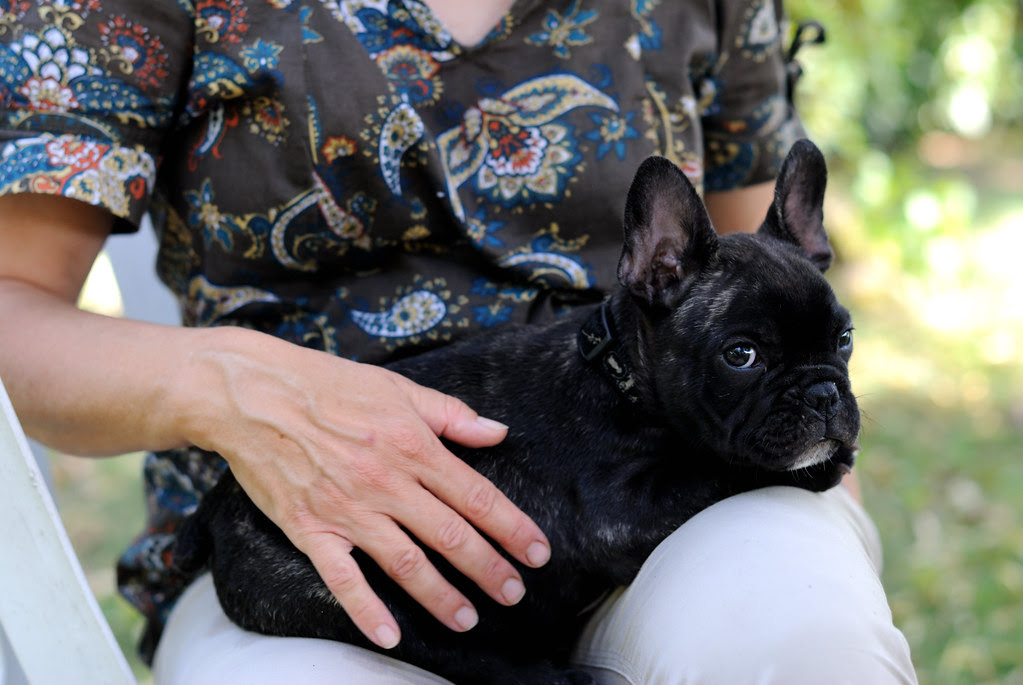 Griffin, bouledogue français