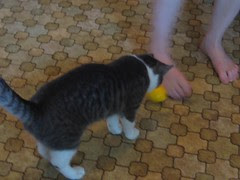 stylish cat