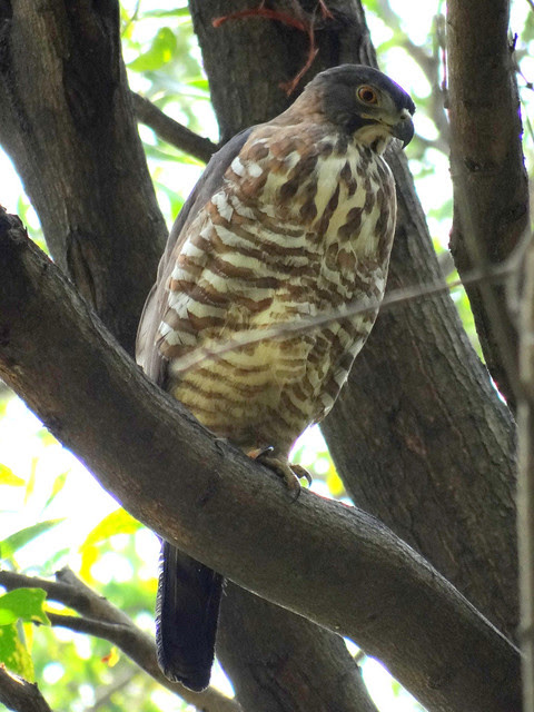 鳳頭蒼鷹/無限台南