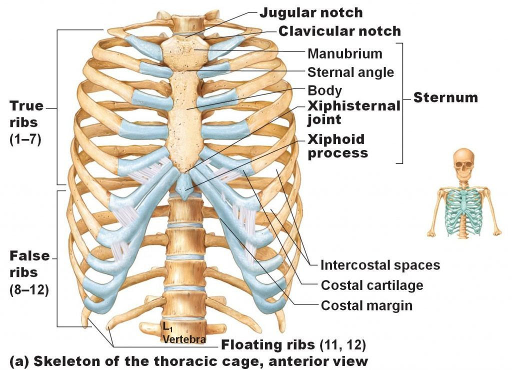 Anatomy Of Ribs / rib cage | Anatomy & Function | Britannica : It is