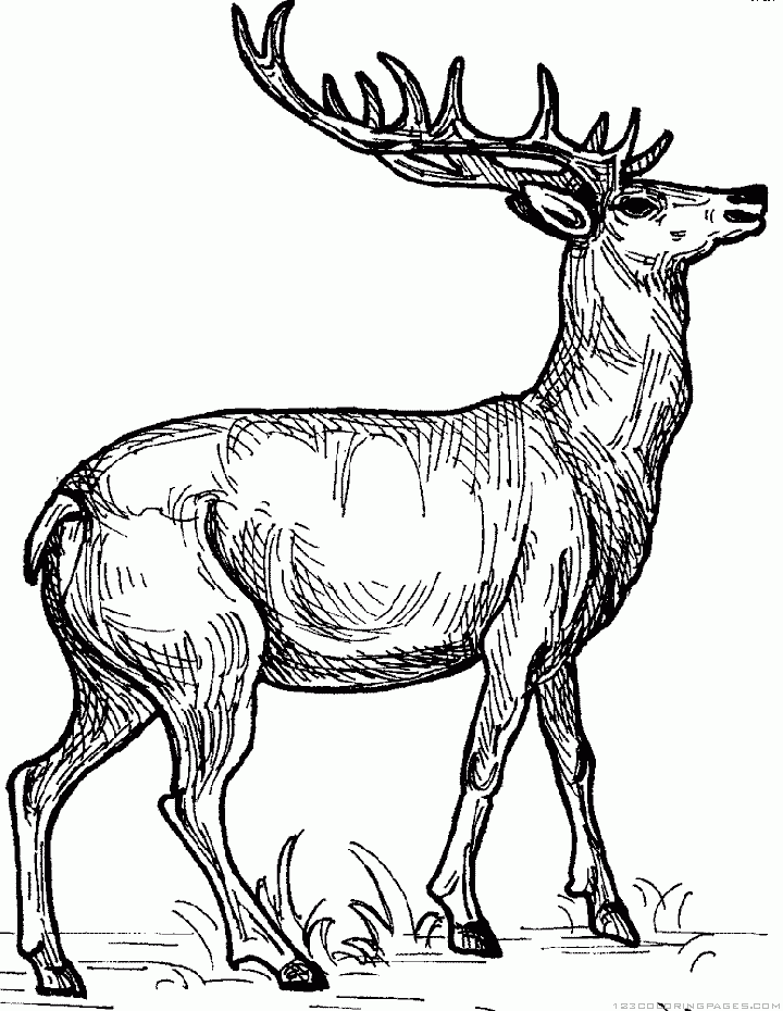 Download 291+ Mammals Deers Mouse Deer Coloring Pages PNG PDF File