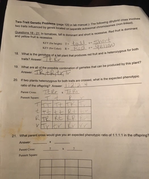 A Dihybrid Cross Involves The Crossing Of Just One Trait ...