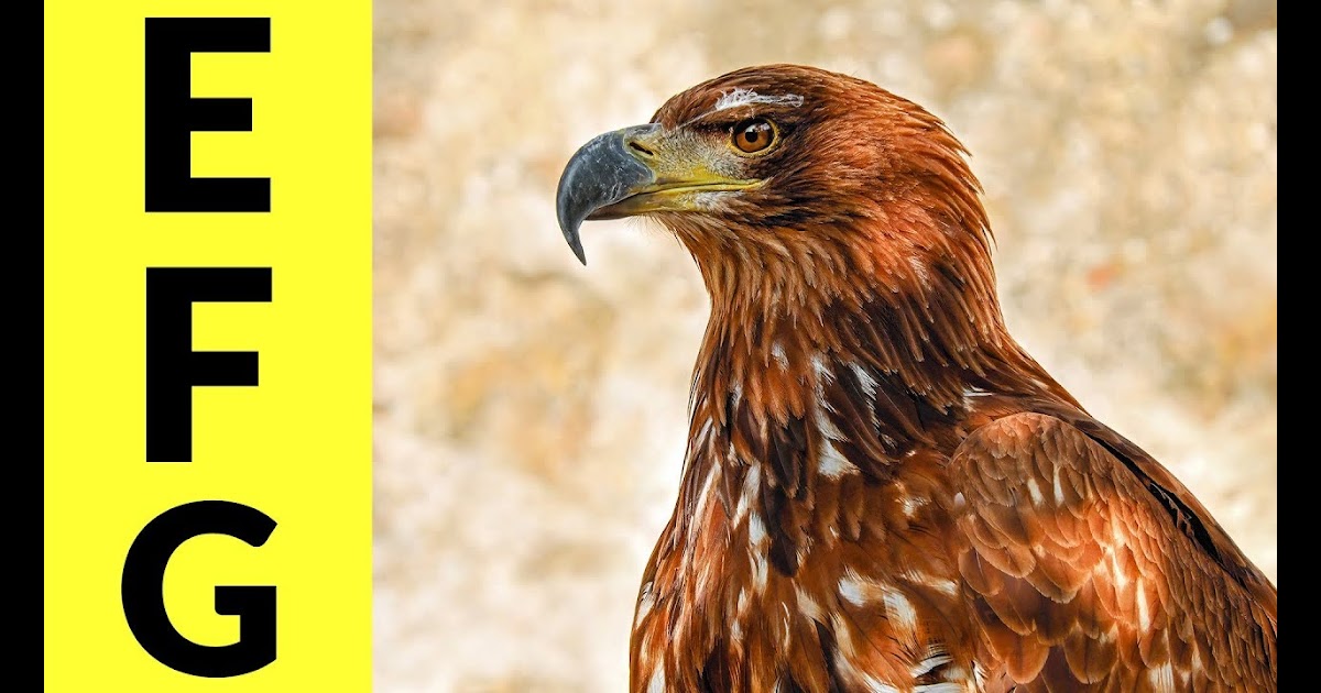 Animals With Letter E : Animal Shaped Letters | Activity Shelter : This