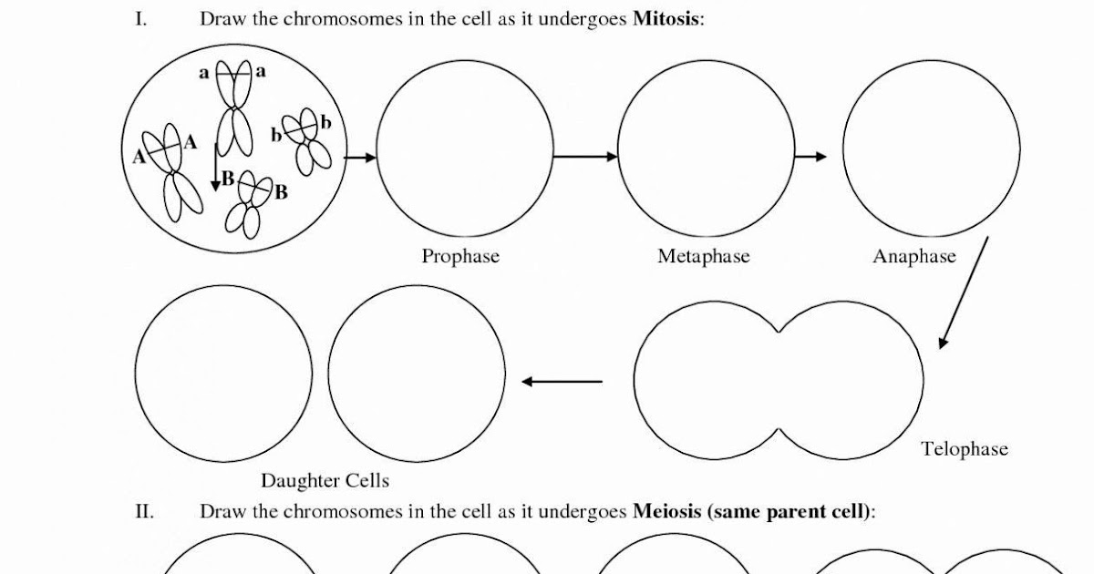 Cell Cycle Labeling Worksheet Answers - worksheet