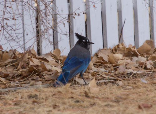 Steller's Jay