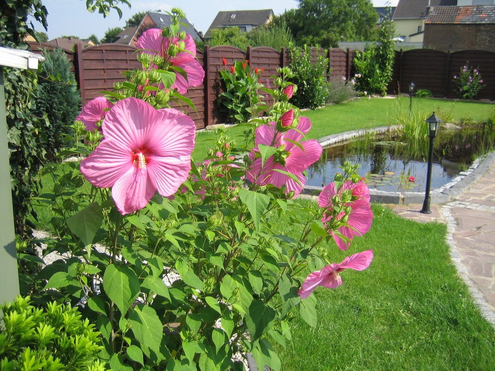 Staudenpflanzen Für Den Garten Gartenhäcksler