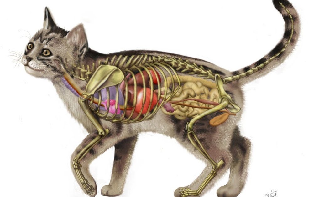 Organ Reproduksi Kucing Betina - share what you love