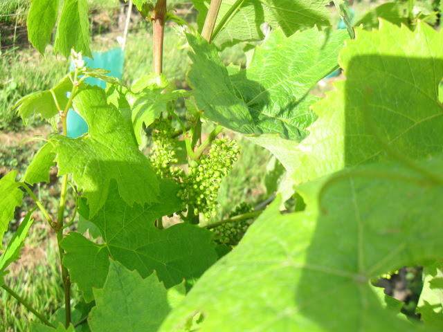 Baby grapes