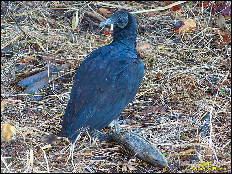 Black Vulture