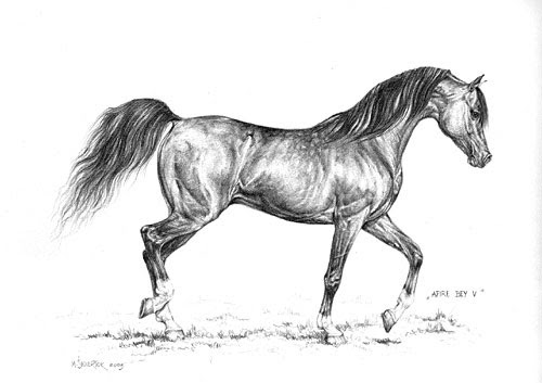coloriage fr Coloriage De Chevaux Pur Sang Arabe