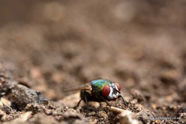 fly on soil. © Nick Bailey