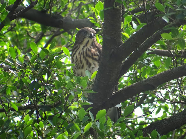 鳳頭蒼鷹/無限台南