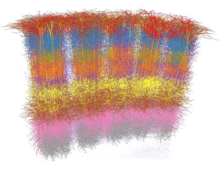 vibrissal cortex - rat