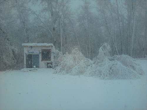 tree meets shed