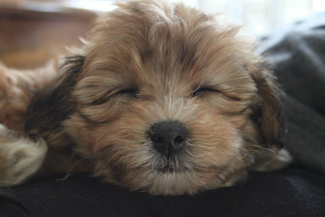sweet face penelope