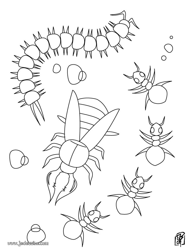 Belle Coloriage D Insectes A Imprimer  Des Milliers de Coloriage