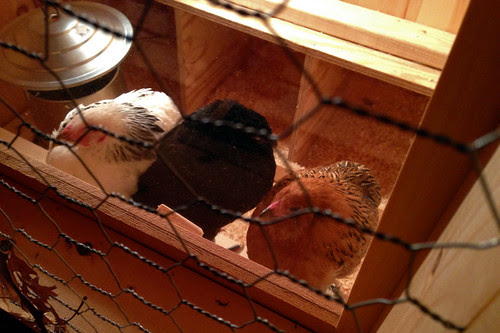 roosting chickens 3
