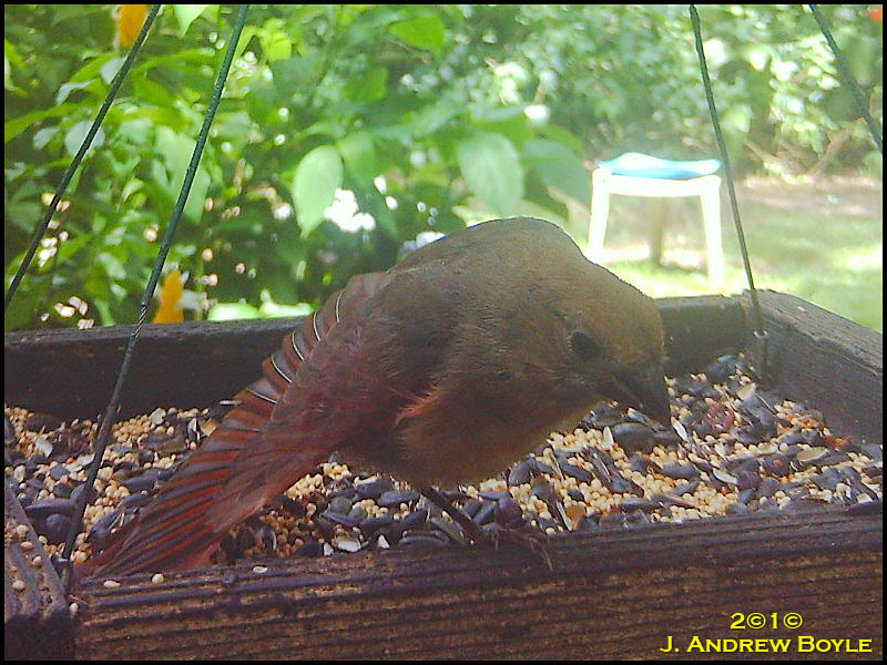 Northern Cardinal