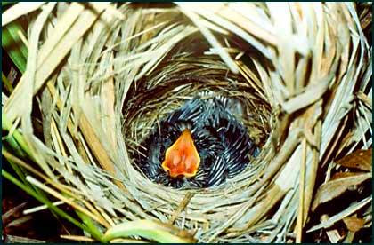 Кукушкино гнездо фото