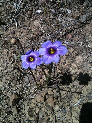 Blue Eyed Grass