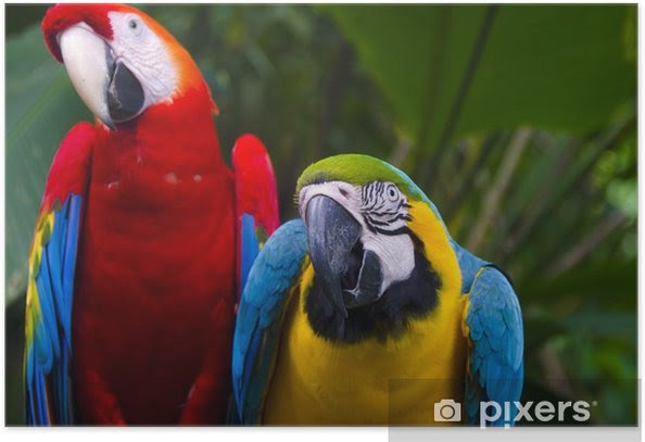 bilder von papageien  malvorlagen gratis