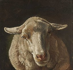 Johann Baptist Hofner Schaf