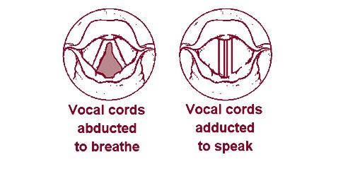 Kid Facts - Learn something new every day!: Vocal Cords
