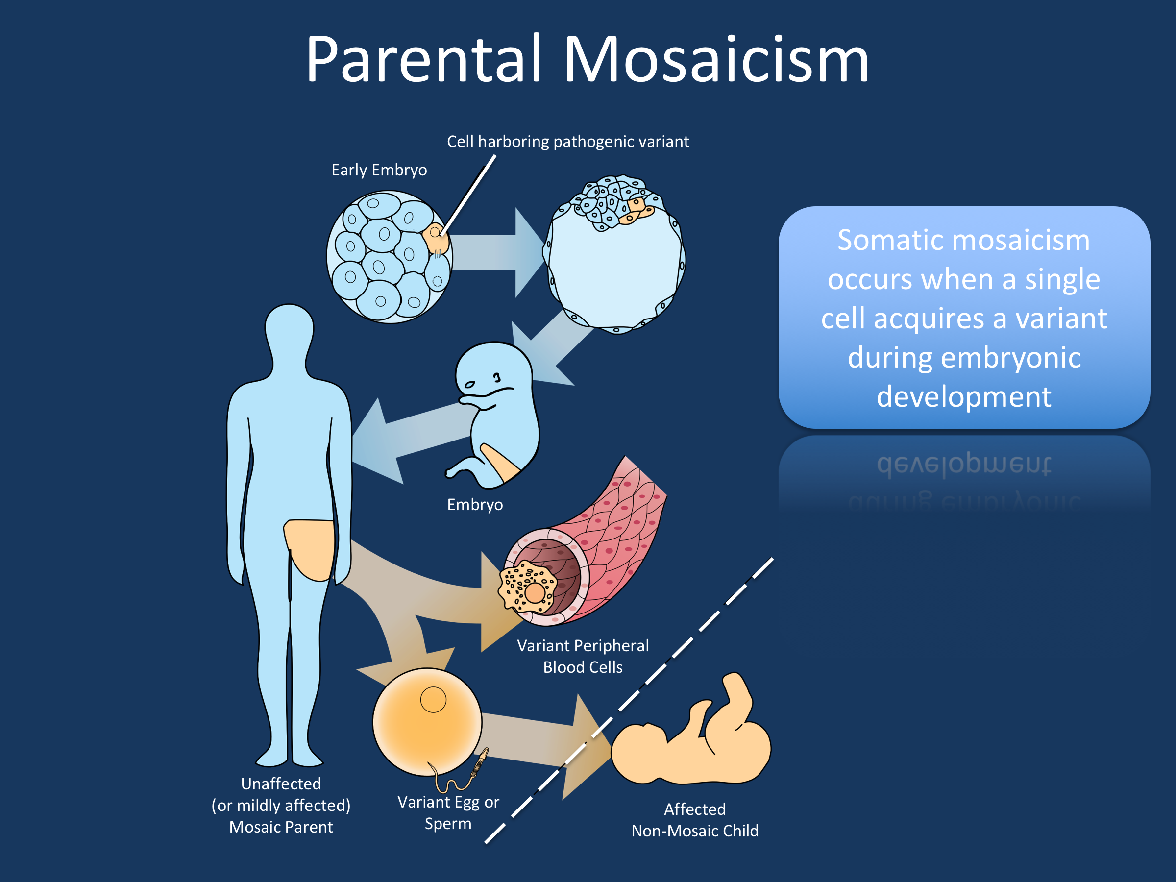 What Is Mosaicism And How Does It Occur - Slideshare