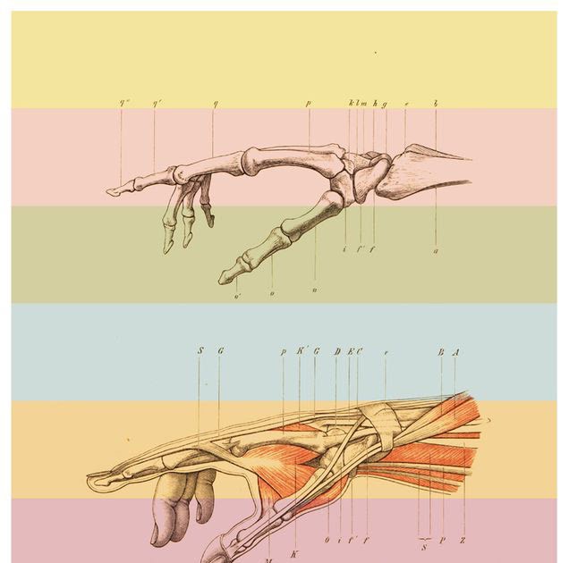 Print Human Muscle And Bones - The Ultimate Guide To Scoring High On
