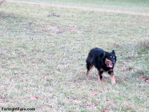 Lucky Buddy Bear, ace cattle dog (11) - FarmgirlFare.com