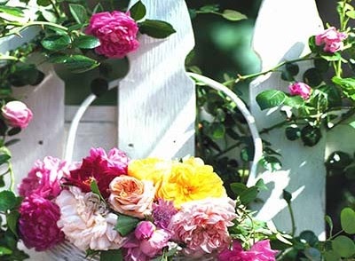 Cartes D Anniversaire Gratuites