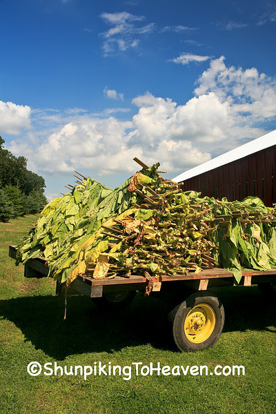 Wagon of Freshly Picked Tobacco, Dane County, Wisconsin